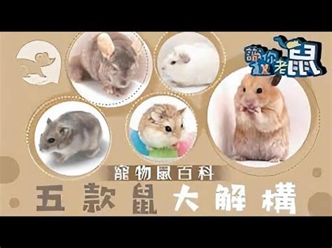 寵物鼠種類 蘇民峰风水2024